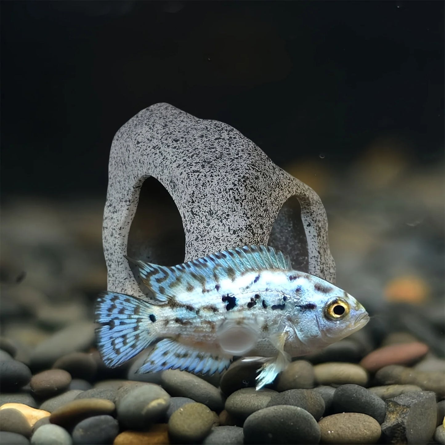 Cueva Decorativa para Acuario con Rocas Naturales - Refugio para Peces de Pecera
