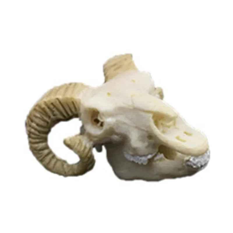 Decoración para Acuario Cráneos de Resina - Dinosaurios, Cocodrilos y Animales para Pecera