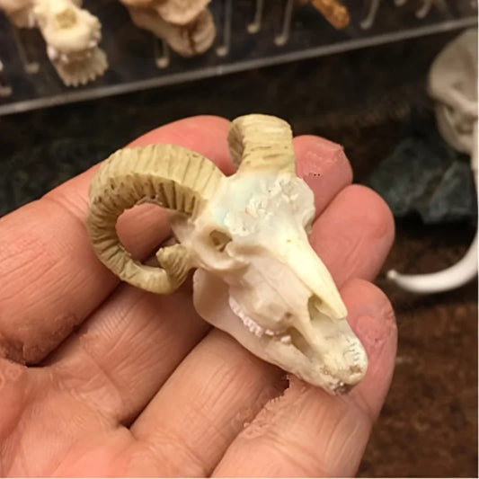 Decoración para Acuario Cráneos de Resina - Dinosaurios, Cocodrilos y Animales para Pecera